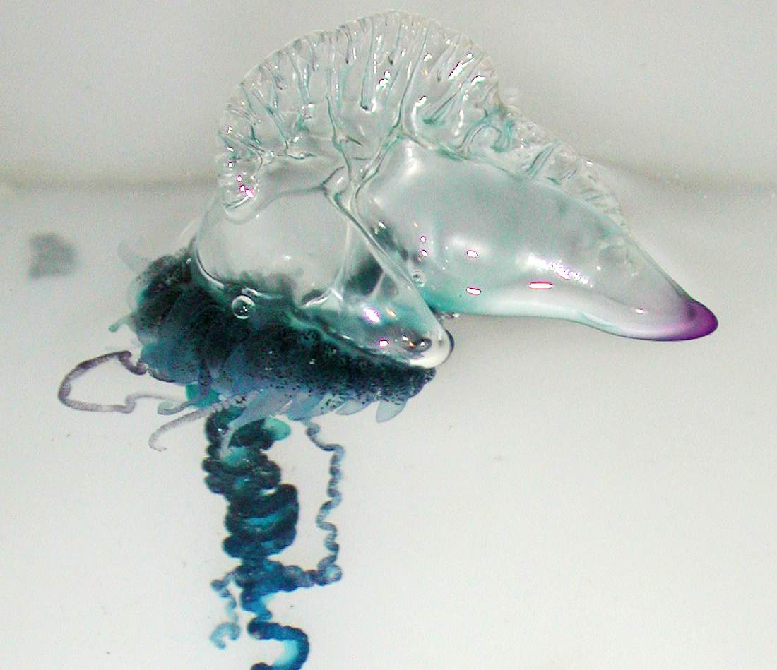 Ouch! Those Stinging Portuguese Man-of-War - For Kauai ...
