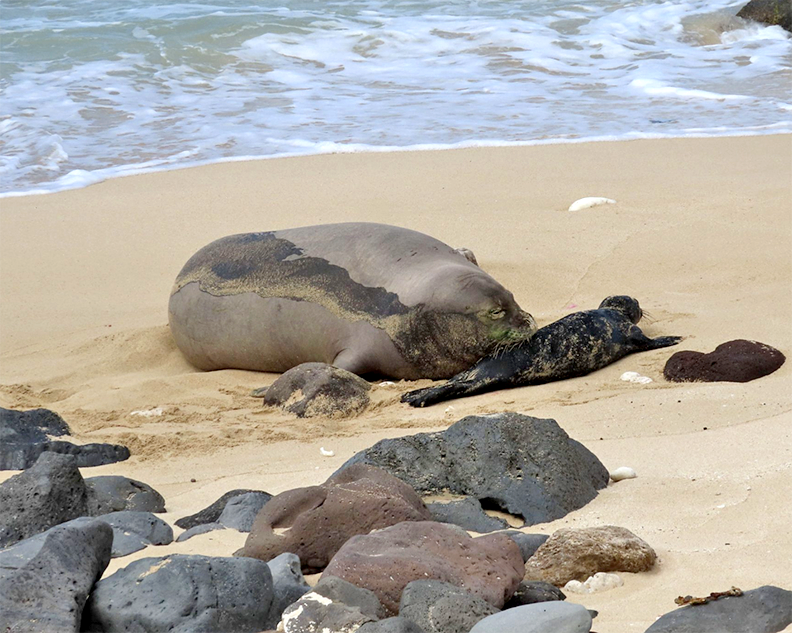 DLNR Staff Captures Monk Seal Birth on Camera (w/ video)